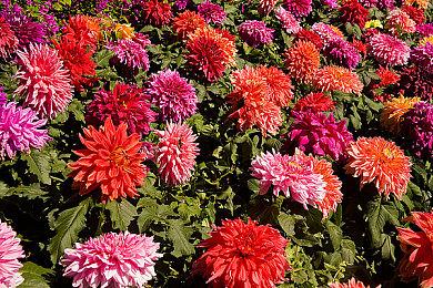 团队射击游戏《TRIBES 3: Rivals》即将进入抢先体验